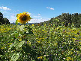 Blooming fields at Markus Röhling/Frohnau